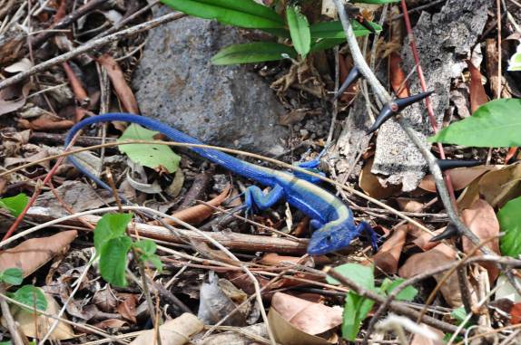 O belíssimo lagarto Azul, muito comum na trilha para o Morro do Pico, ponto mais alto de Providencia, ilha colombiana no Caribe